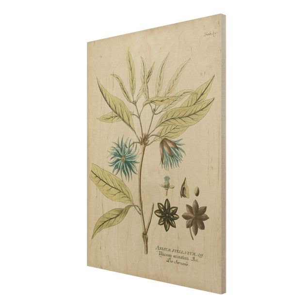 Tableau vintage bois Botanique vintage en bleu Badianier de Chine