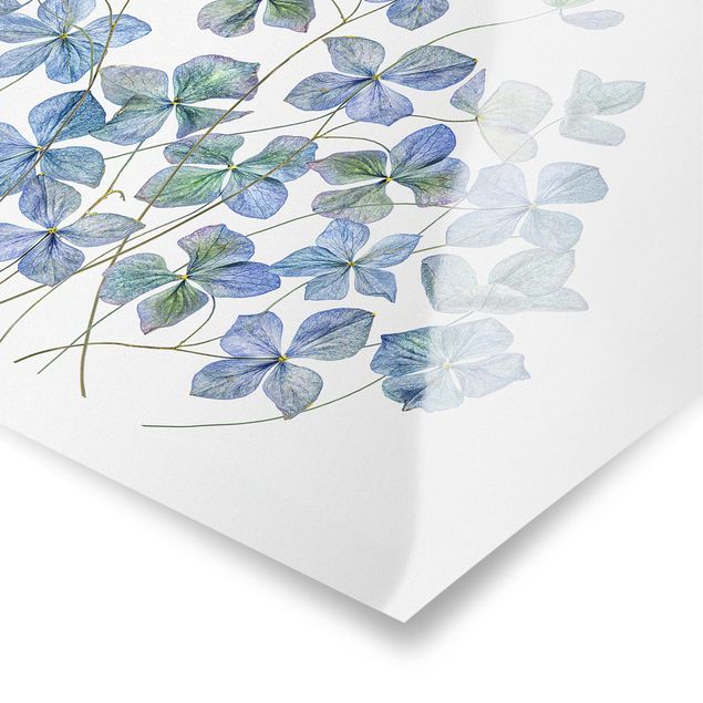 Tableau décoration Fleurs d'hortensia bleues