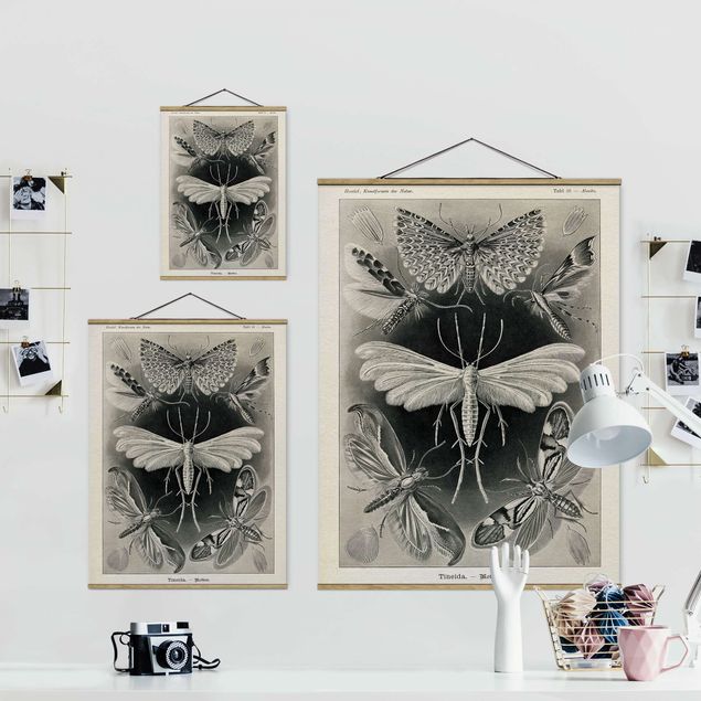 Tableaux noir et blanc Tableau Vintage phalènes et papillons