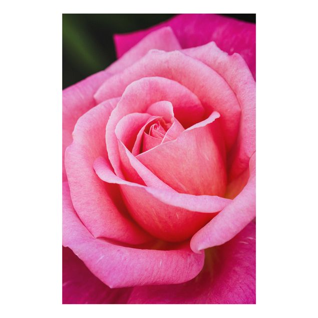 Tableaux moderne Fleurs de rose rose sur fond vert