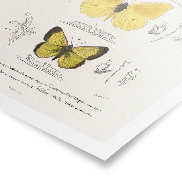 Affiche rétro Tableau Vintage Papillons II