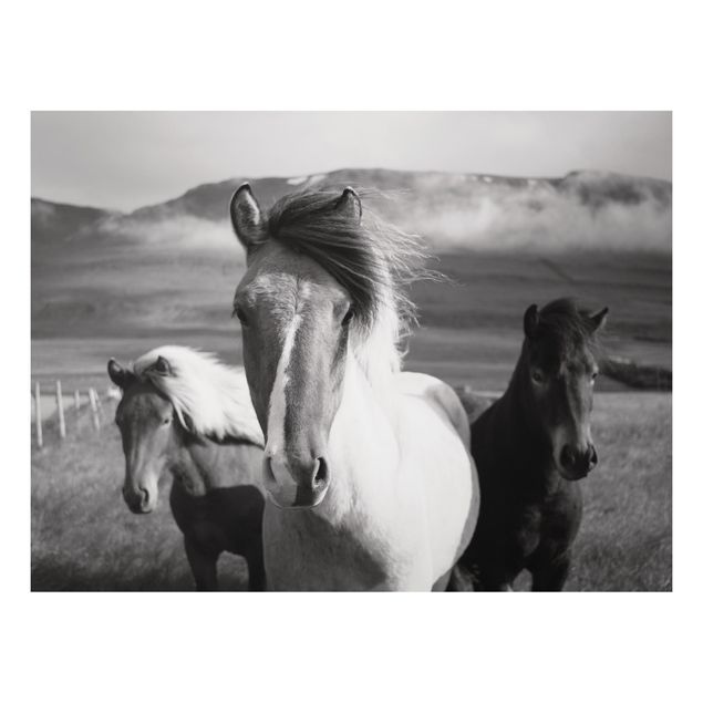 Tableau chevaux Chevaux sauvages noir et blanc