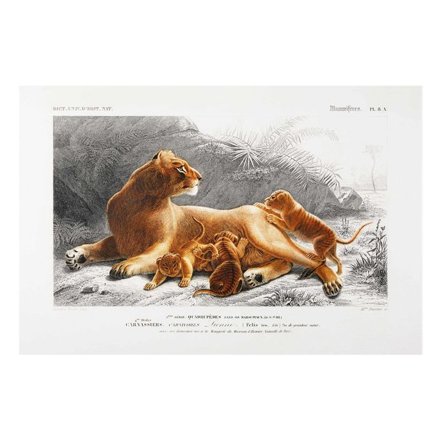 Tableau paysages Tableau Botanique Lionne et Lionceaux