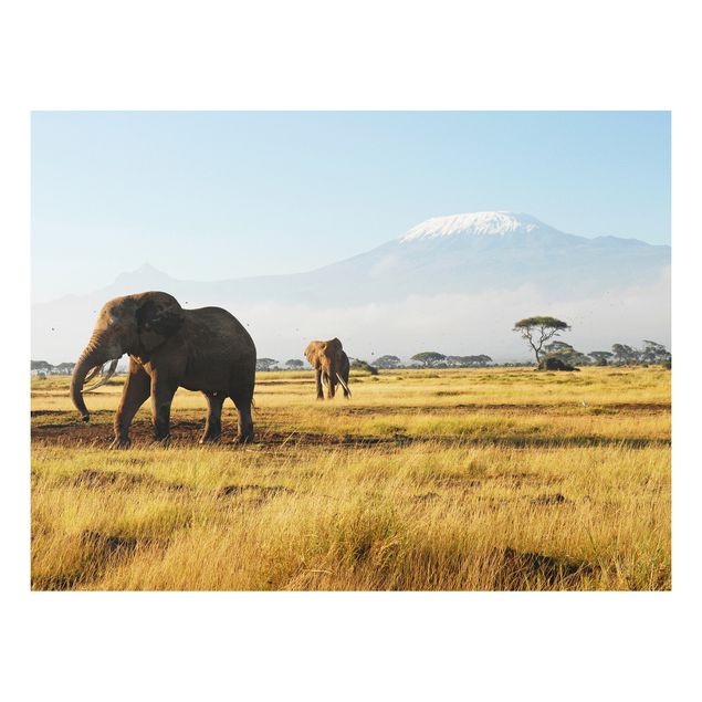 Tableaux paysage Eléphants devant le Kilimandjaro au Kenya