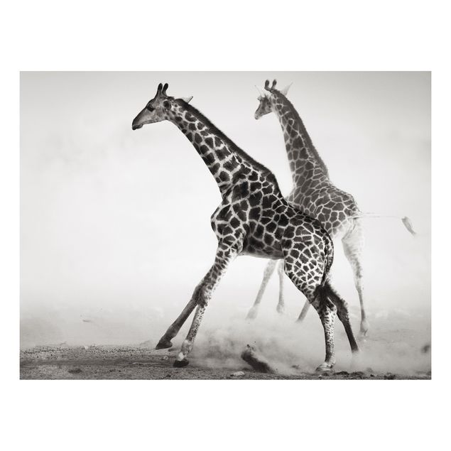 Tableaux girafes Girafes à la chasse
