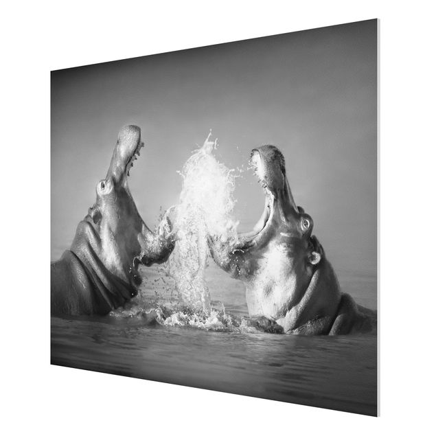 Tableaux animaux Hippo Fight