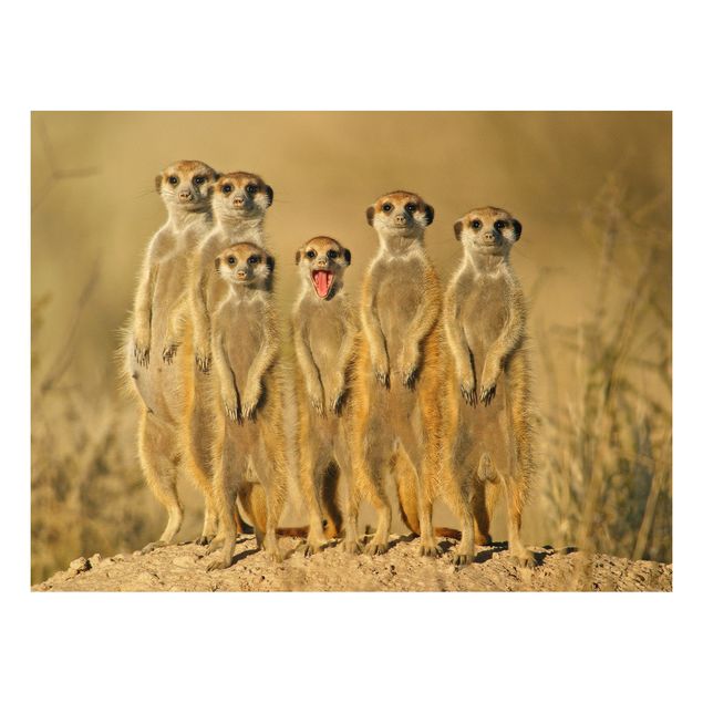 Tableau moderne Famille de suricates