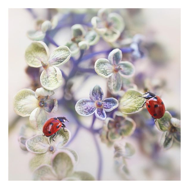Fond de hotte - Ladybugs In The Garden