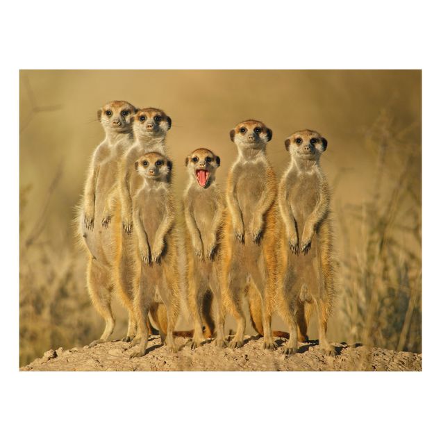 Tableau moderne Meerkat Family