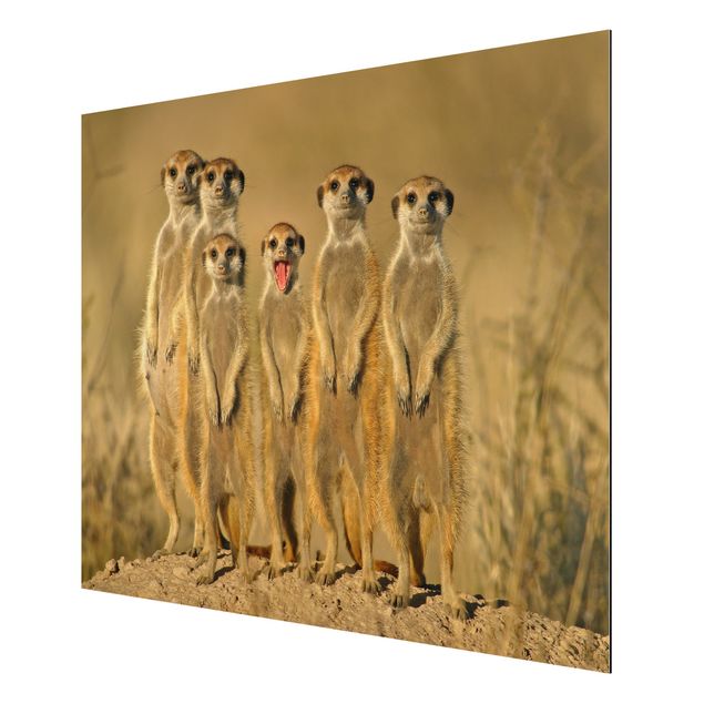 Tableau animaux Meerkat Family