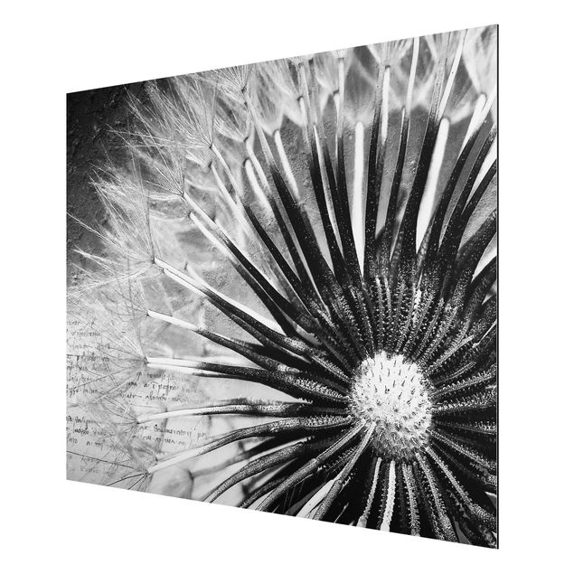 tableaux floraux Pissenlit en noir et blanc