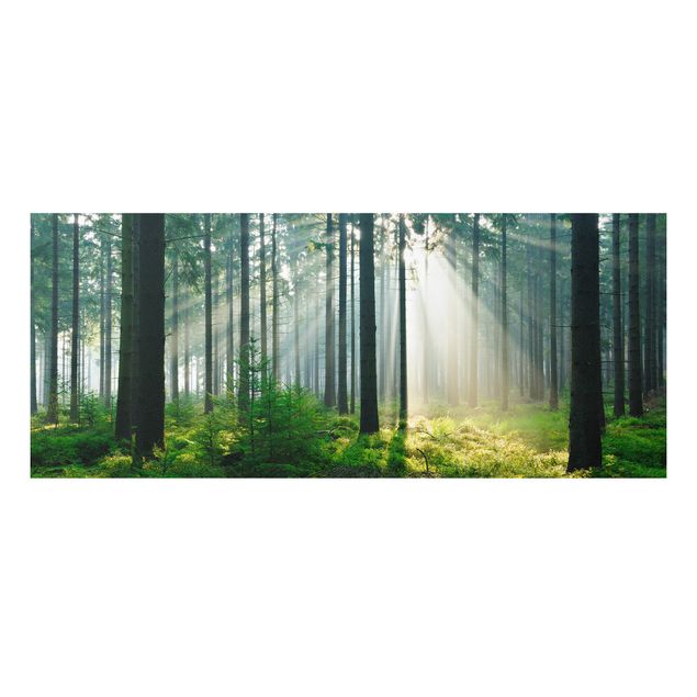Tableau paysage Forêt éclairée