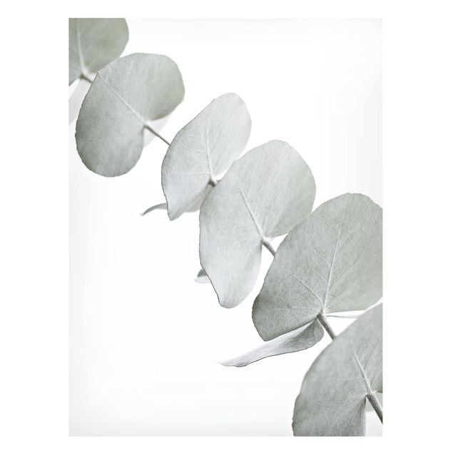Tableaux magnétiques avec fleurs Branche d'eucalyptus dans la lumière blanche