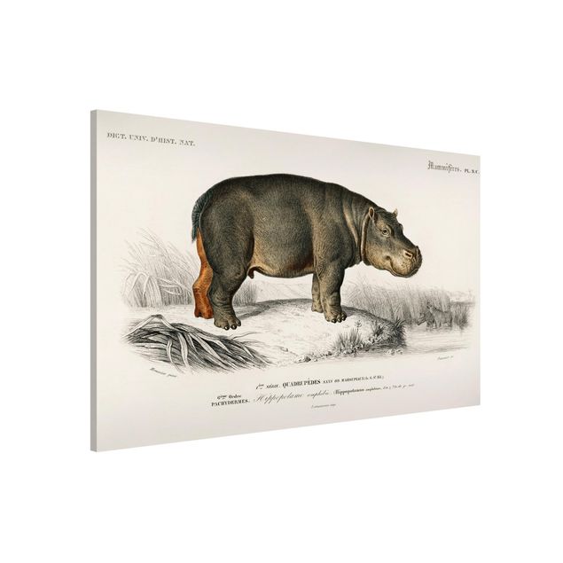 Déco murale cuisine Tableau Vintage hippopotame