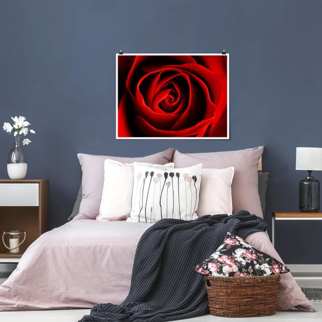 tableaux floraux Belle Rose