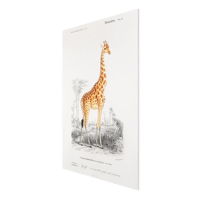 Tableau animaux Tableau Vintage Girafe