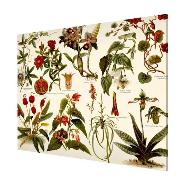 Tableaux magnétiques avec fleurs Tableau Vintage Botanique Tropicale II