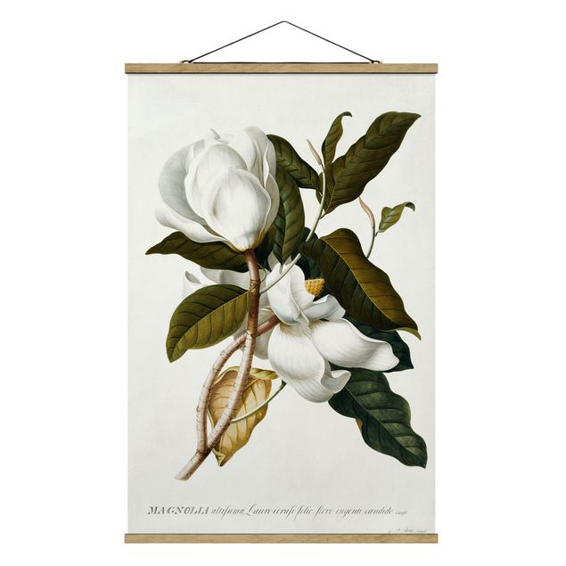 Tableau fleurs Georg Dionysius Ehret - Magnolia