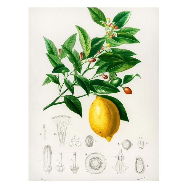 Tableaux fruits Illustration Botanique Vintage Citron