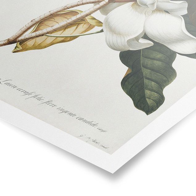 Posters fleurs Georg Dionysius Ehret - Magnolia