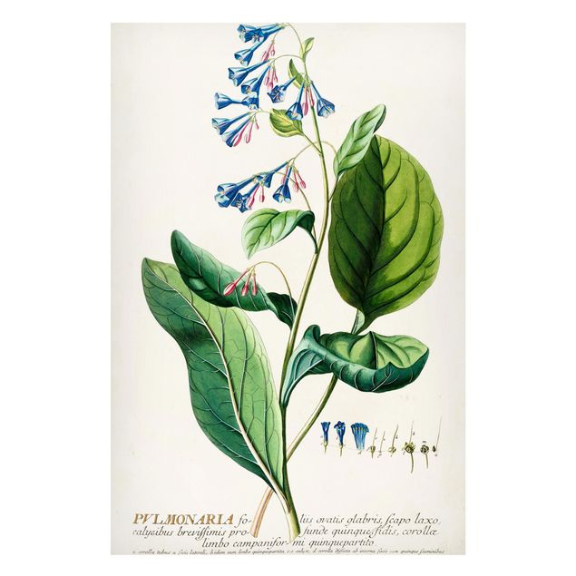 Tableaux magnétiques avec fleurs Illustration botanique vintage Pulmonaria