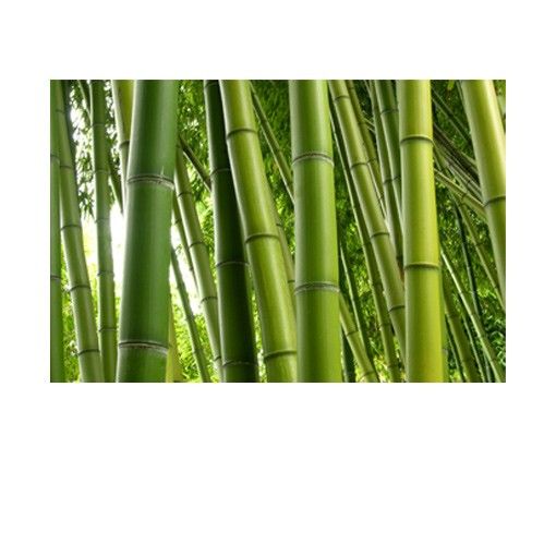 Film adhésif décoratif Bamboo