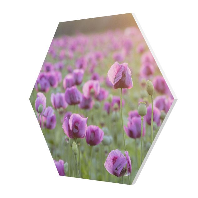 Forex tableau Prairie de coquelicots violets au printemps