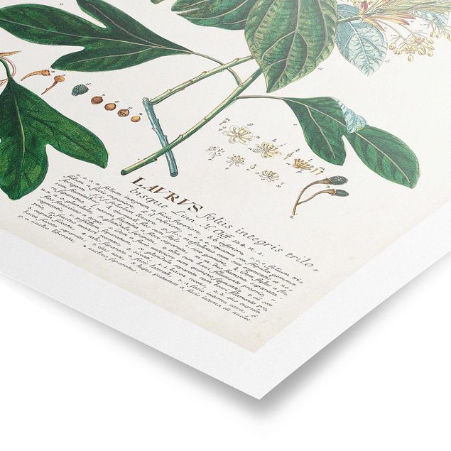 Tableau couleur vert Illustration botanique vintage Laurel