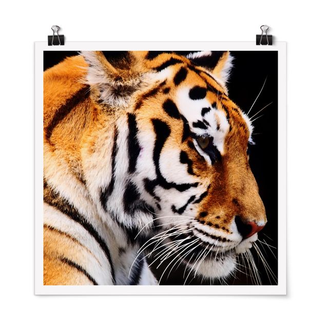 Tableau moderne Beauté du tigre