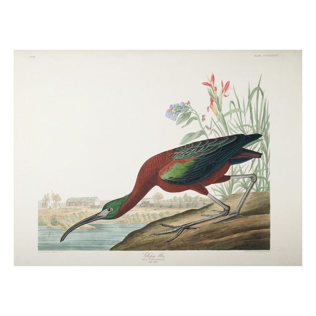 Tableaux animaux Tableau Vintage Ibis Marron