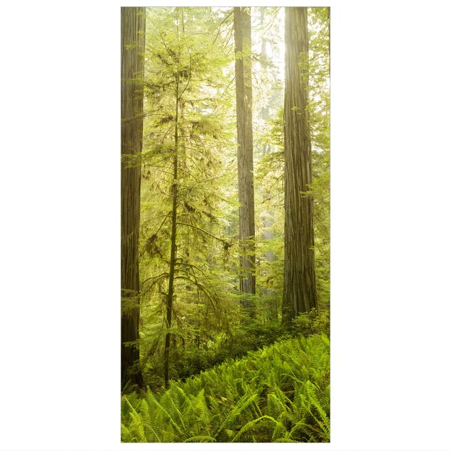 Panneau de séparation - Redwood State Park Forest View