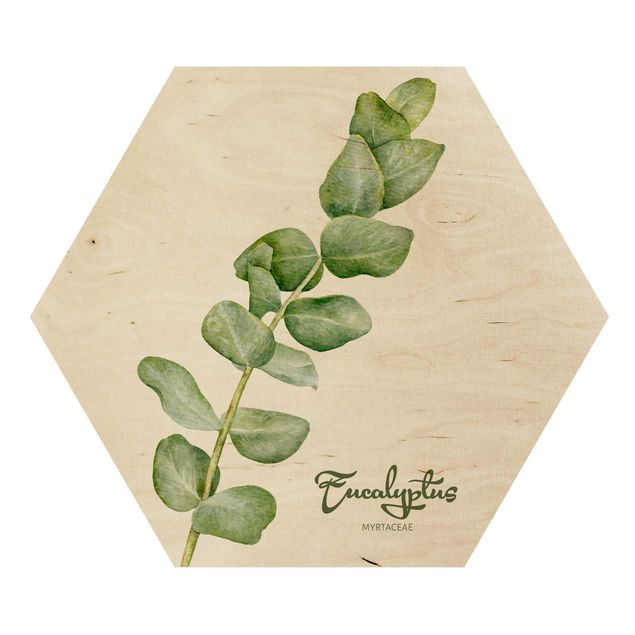 Tableaux en bois Botanique à l'aquarelle Eucalyptus