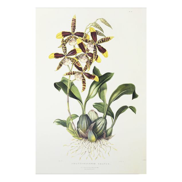 Tableau orchidée Maxim Gauci - Orchidée II