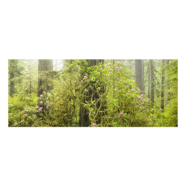 Fond de hotte - Del Norte Coast Redwoods State Park California