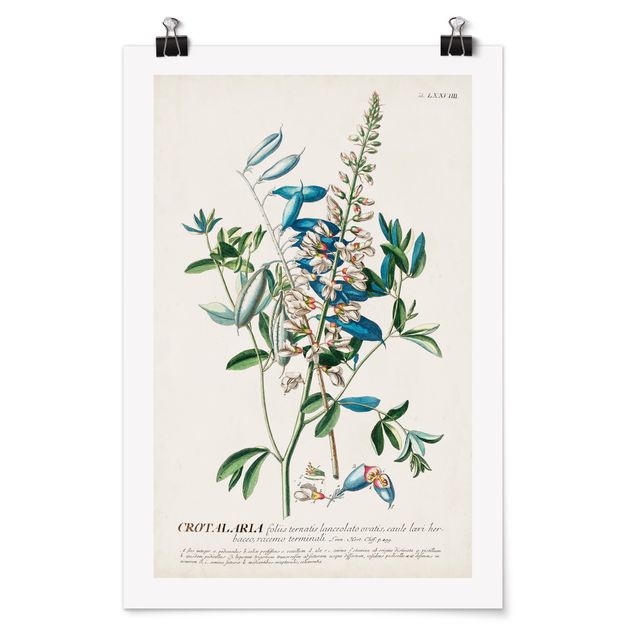 Affiche rétro Illustration vintage botanique Légumes