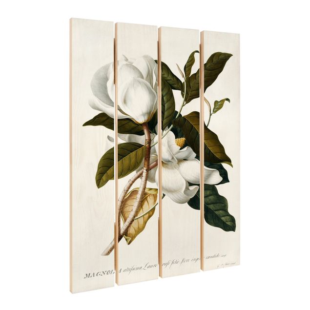 Impression sur bois Georg Dionysius Ehret - Magnolia
