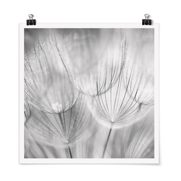 Posters fleurs Pissenlits en macrophotographie en noir et blanc