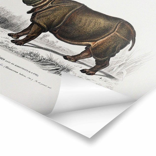 Tableaux Tableau Botanique Rhino