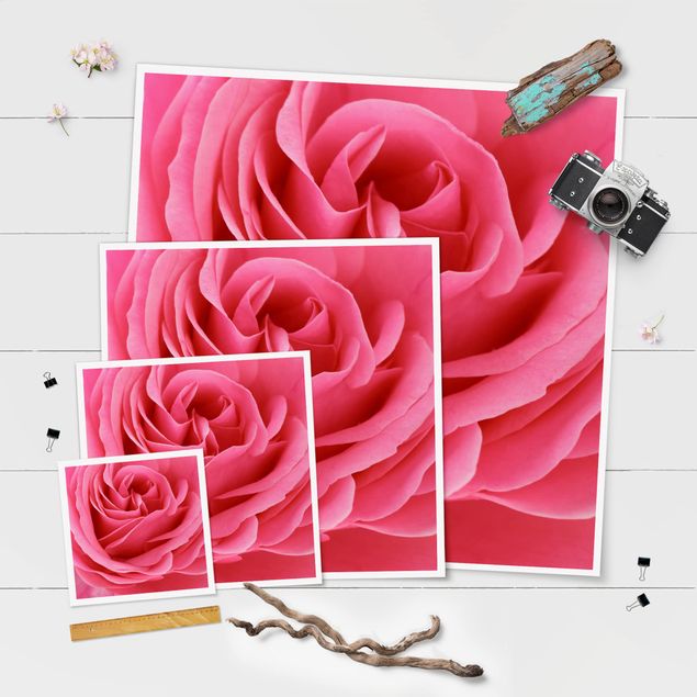 Poster - Lustful Pink Rose
