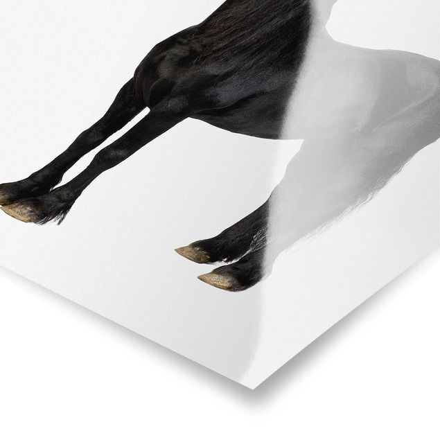 Posters animaux Friesian