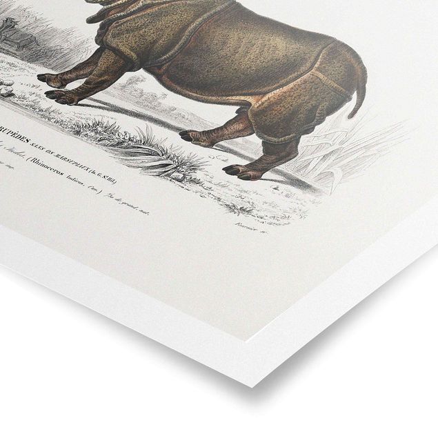 Tableaux afrique Tableau Botanique Rhino