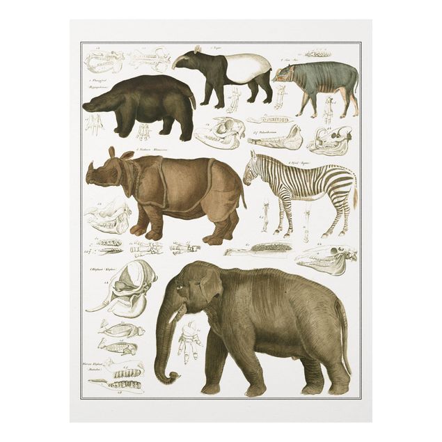Tableau paysage Tableau Botanique éléphant, zèbre et rhino
