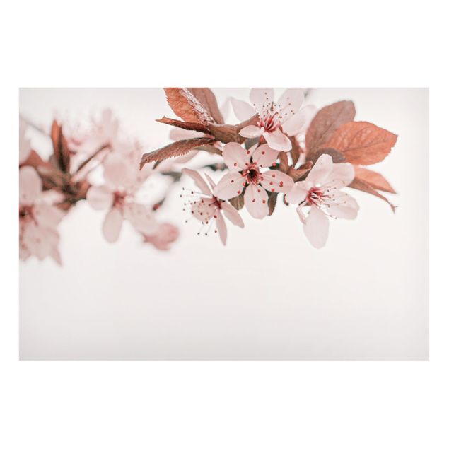Tableaux magnétiques avec fleurs Délicates fleurs de cerisier sur une brindille