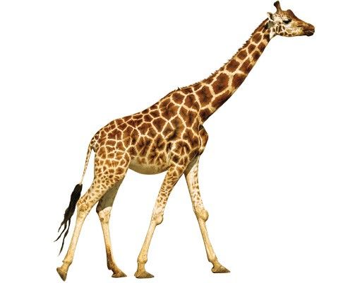 Sticker mur animaux No.312 Girafe marchante
