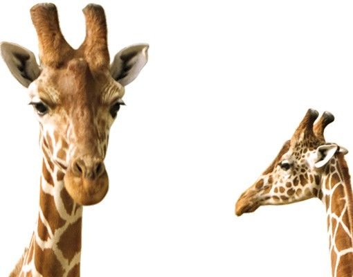 Films autocollants Deux girafes