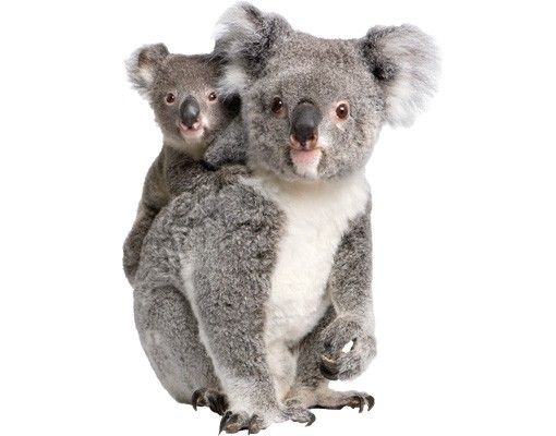 Sticker mur animaux Ours Koala
