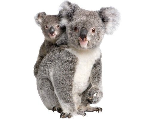 Autocollant mural Ours Koala