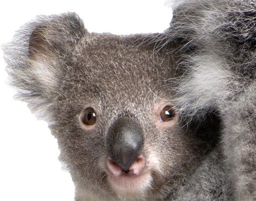 Sticker mural - Koala Bears