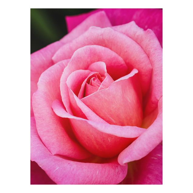 Tableaux moderne Fleurs de rose rose sur fond vert