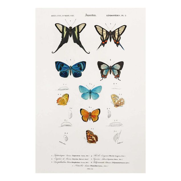 Tableau retro Tableau Vintage papillons I